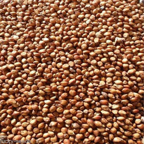 Egyptian Wheat Seed Food Plot Excellent for Quail Screening & Deer 5 Lbs. NEW