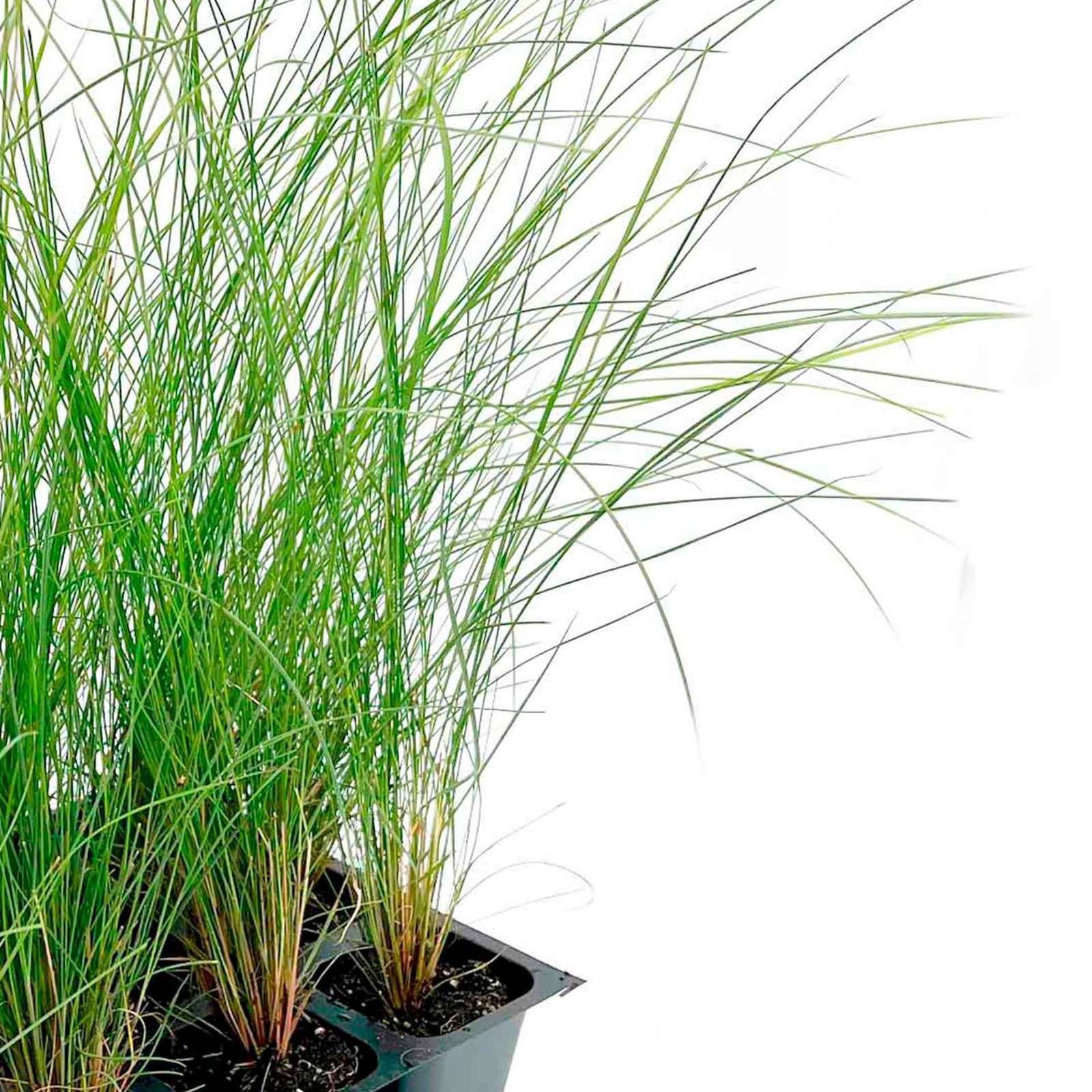 Pink Muhly Grass (Muhlenbergia capillaris) in 2.5” Nursery Cubes, Live Plants