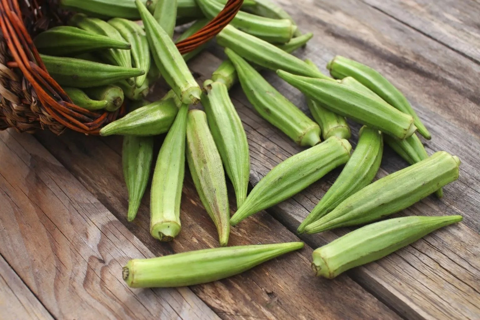 100+ Emerald Okra Seeds – HEIRLOOM – NON GMO — FRESH