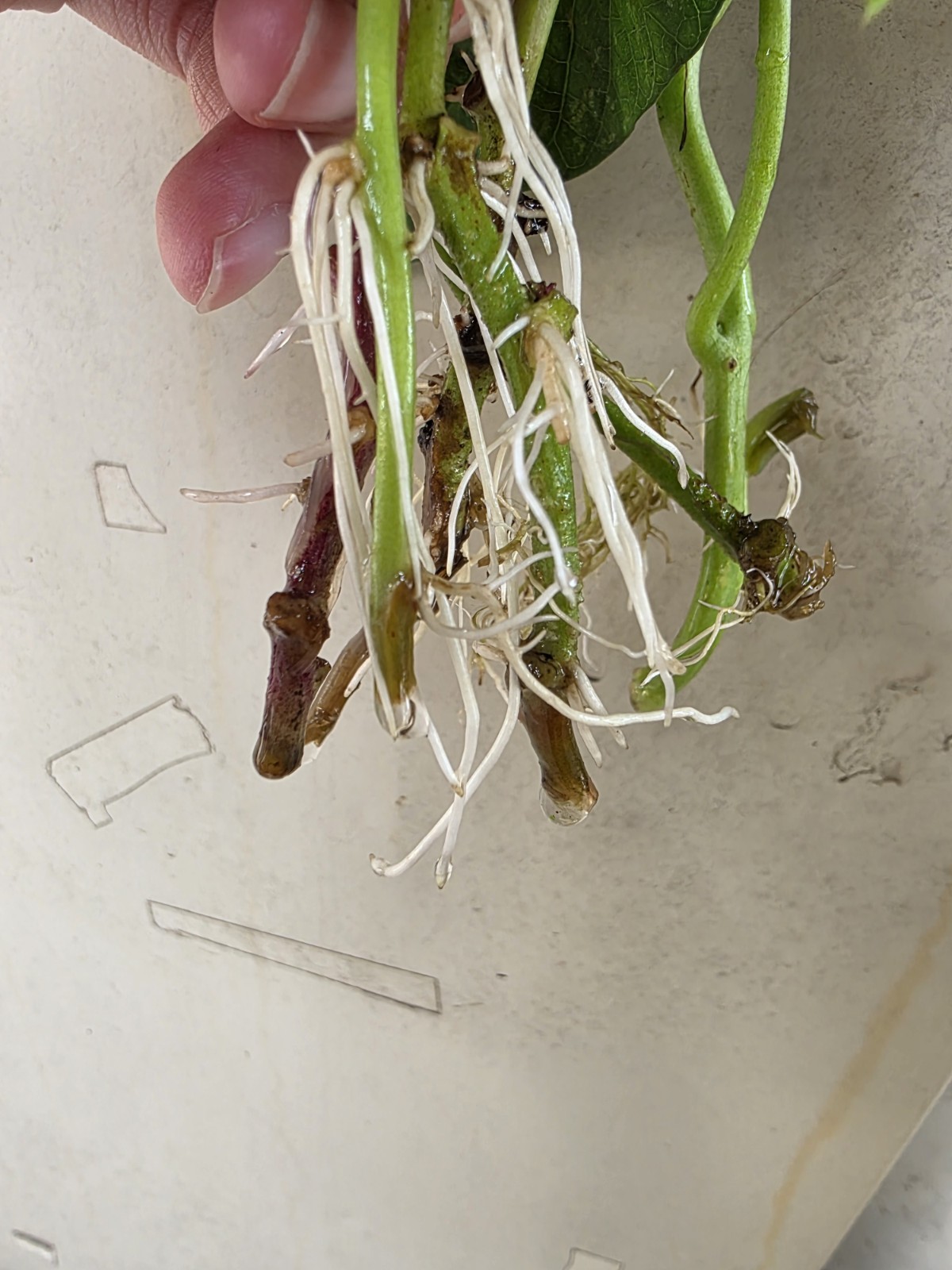 10 Red Skin White Slips Vietnam Sweet Potato-Cuttings-Khoai Lang Đỏ-Have Roots
