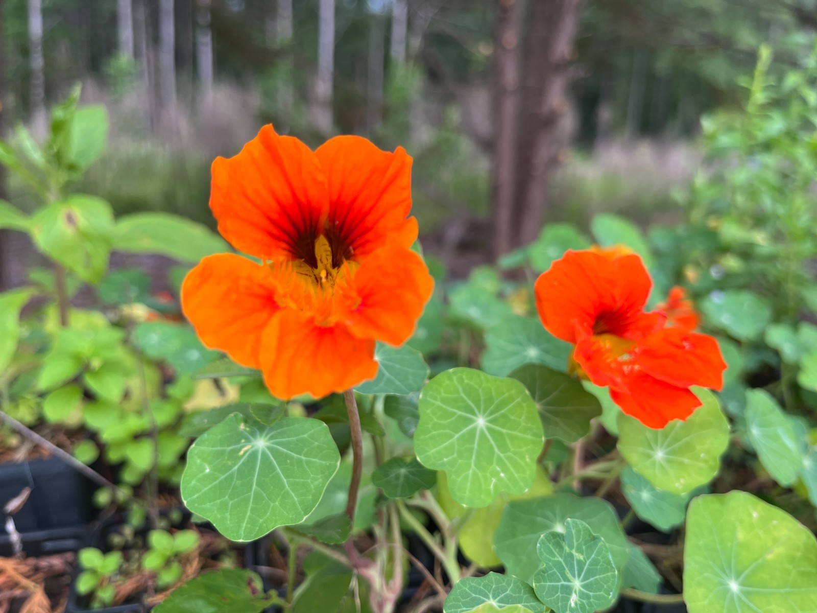Nasturtium Seedling Plug, Live Plant | Edible Flowers | Fast Growing Garden