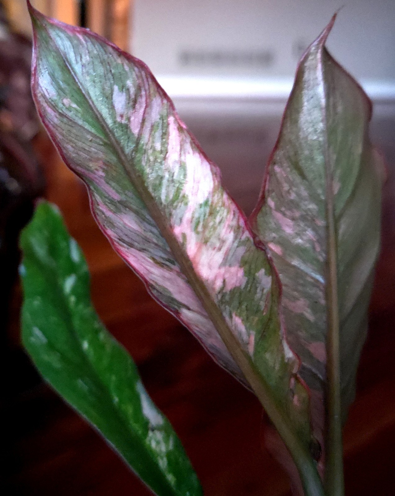 Rare Philodendron Variegated Pink Fire Tiger 11″ Tall Not Anthurium Monstera