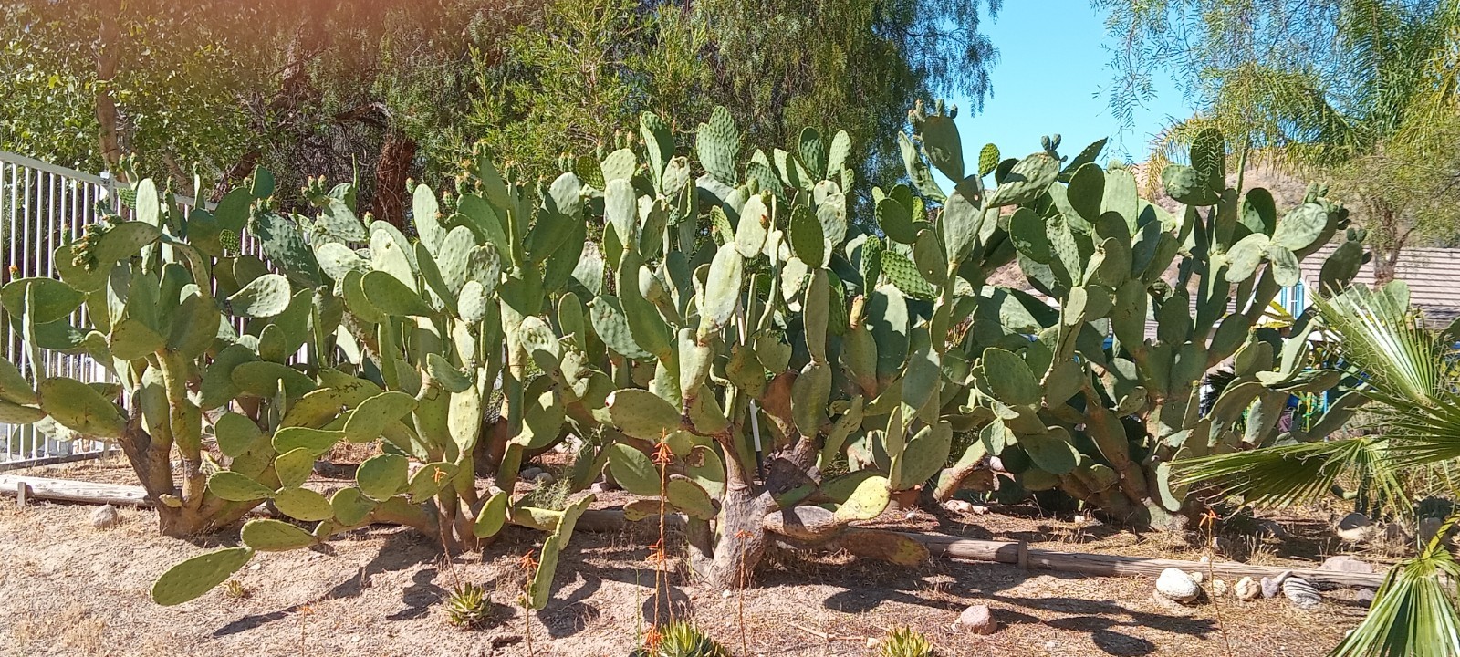 Spineless Prickly Pear Cactus Pads | Opuntia ficus-indica Cuttings | Indian Fig
