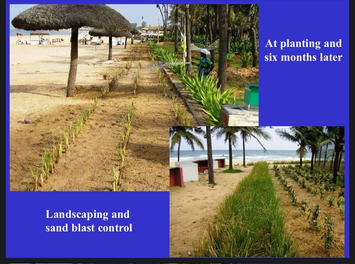Vetiver live plant for EROSION CONTROL & Ornamental use