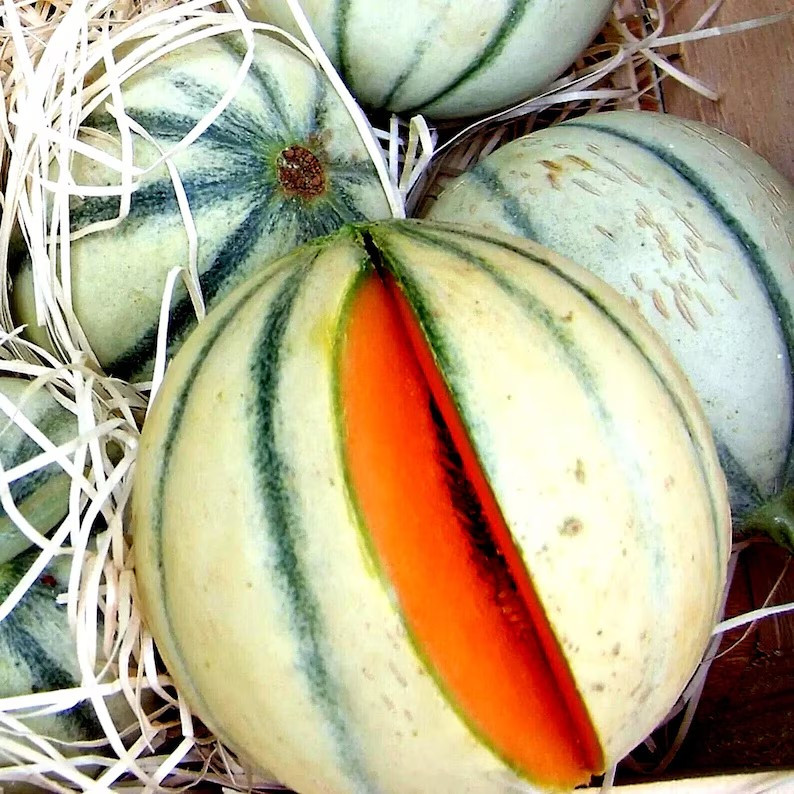 50+ CHARENTAIS MELON / CANTALOUPE — SWEET — HEIRLOOM — ORGANIC ——— RARE