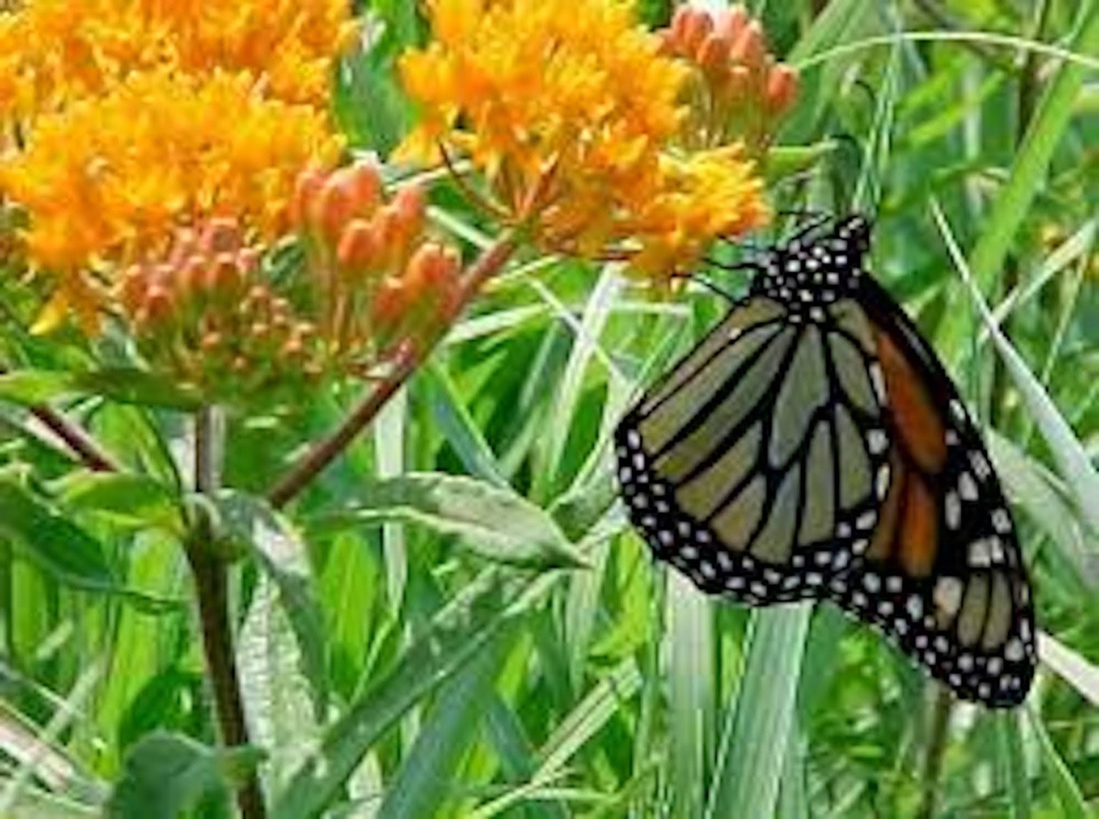 10 Butterfly Weed Plant Asclepias Tuberosa Milkweed Bare root Wildflower