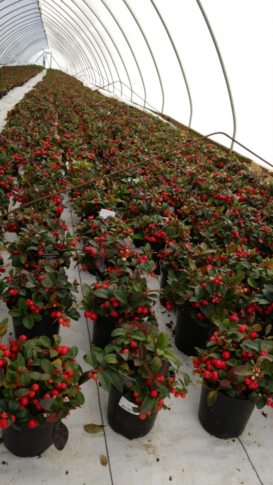 Green Promise Farms Gaultheria Procumbens Wintergreen Evergreen White Flowers