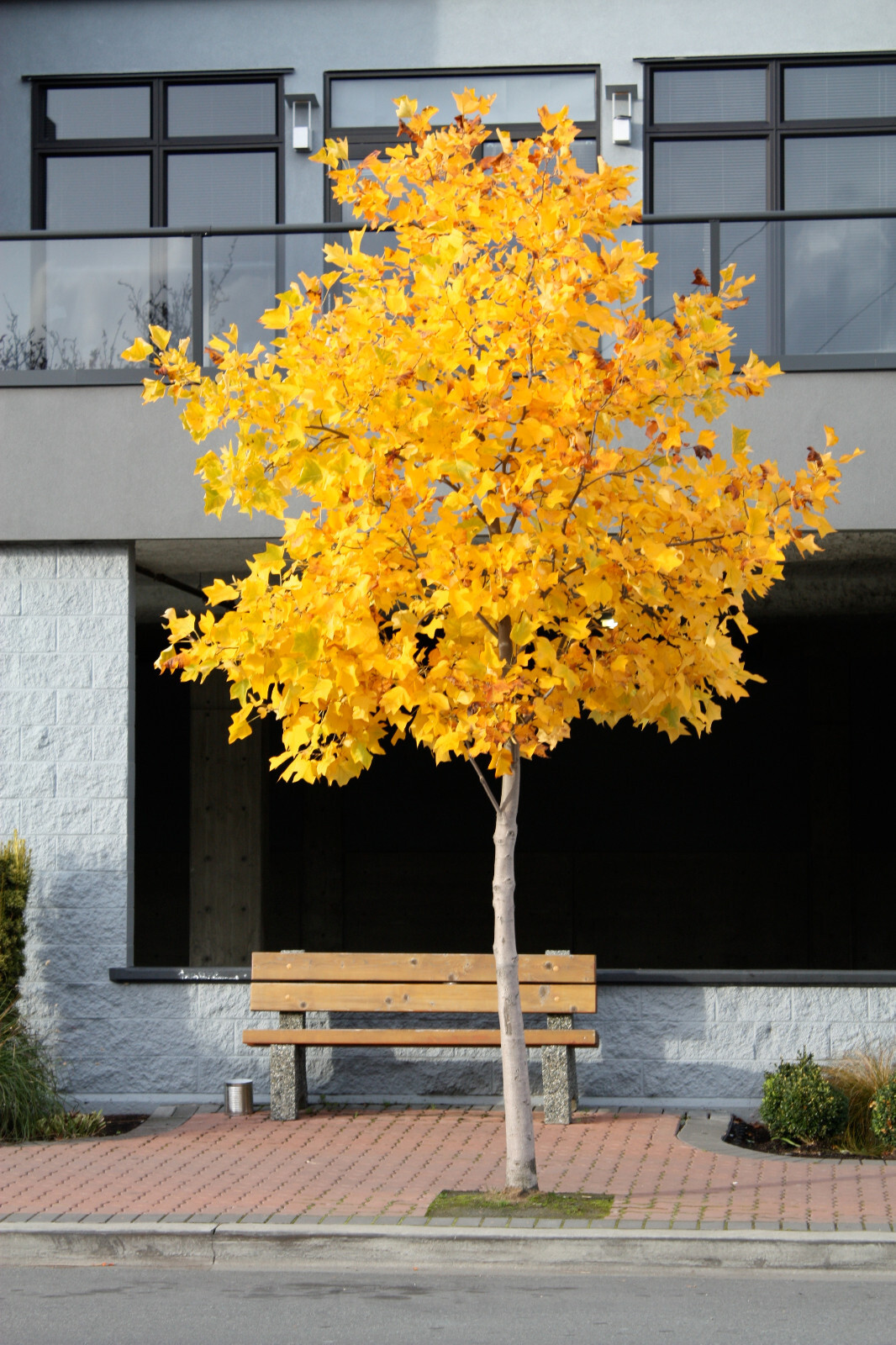 Tulip Poplar | Small Tree Seedling | The Jonsteen Company