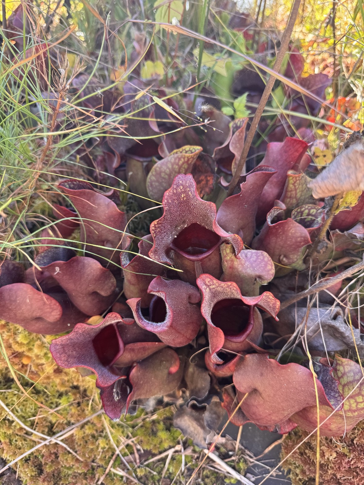 ‘NORTH’ MEETS ‘SOUTH’ Pair – Anthocyanin-Free Meets Anthocyanin +