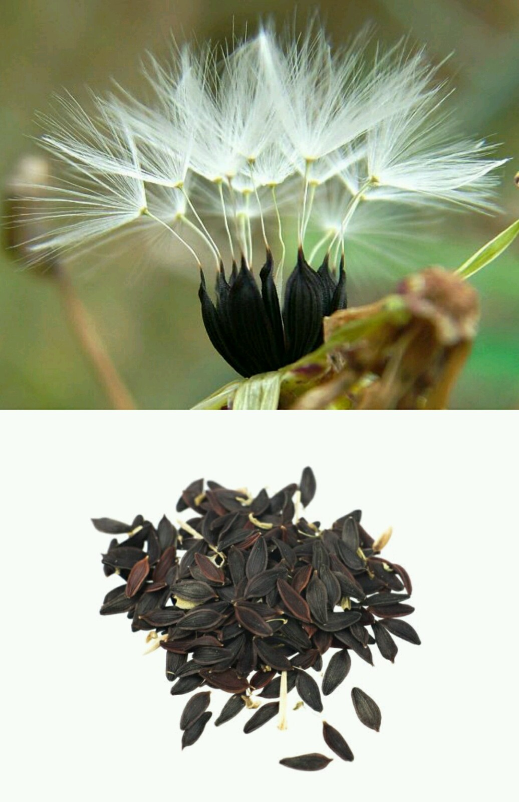 Lactuca virosa Seeds ~ 35+ Seeds ~ Wild Lettuce For Tea, Resin extract, Pain.
