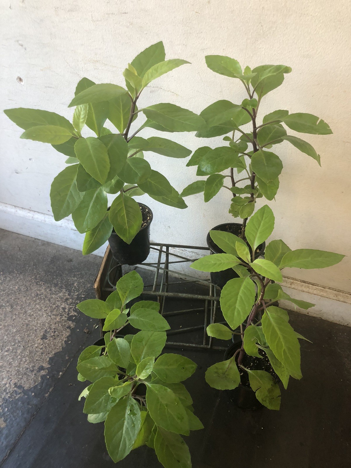 1 Longevity Spinach Plant-Gynura Procumbens-Edible plant-At Least 12 Inches Tall
