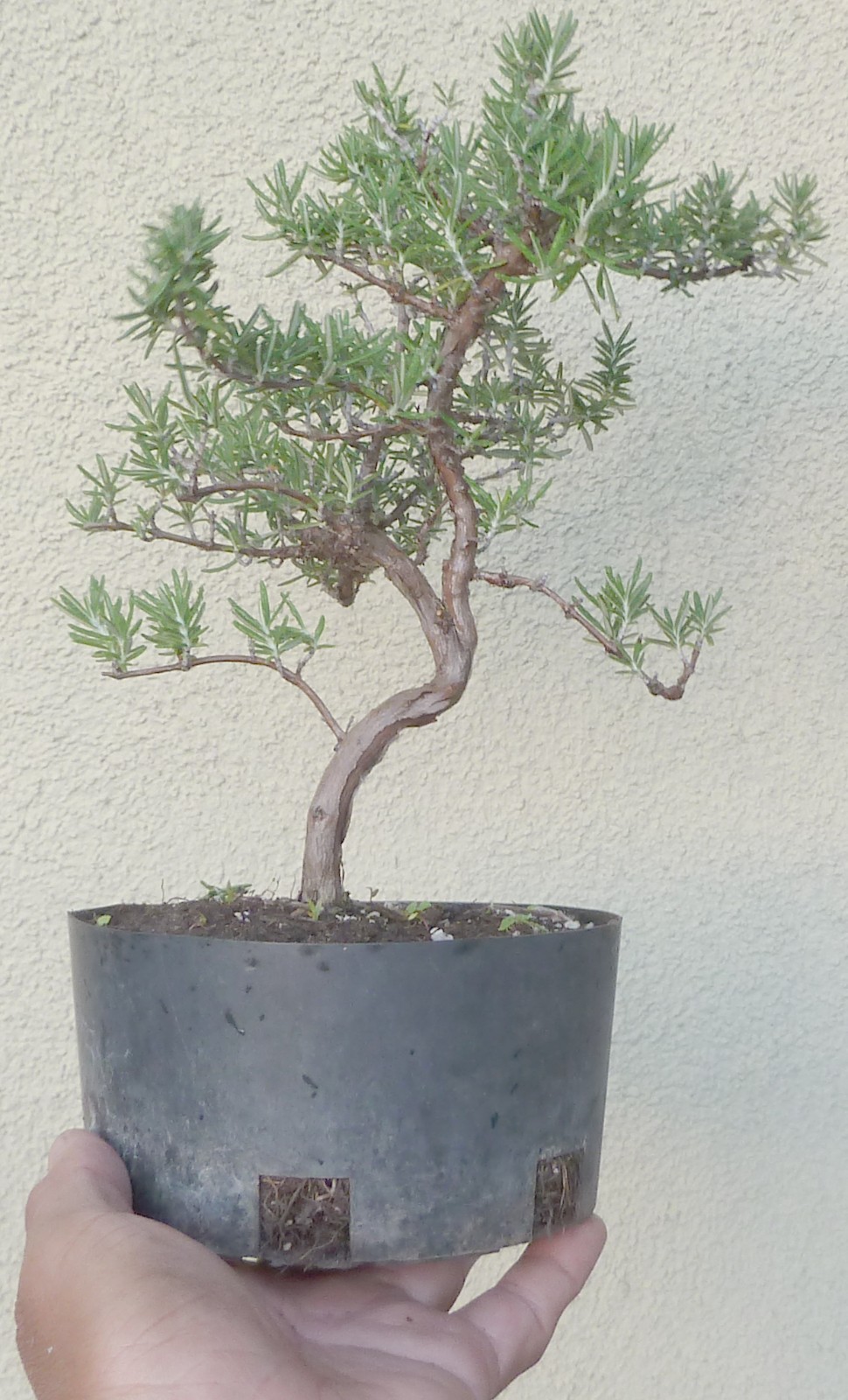 Rosemary Rosmarinus Pre Bonsai Dwarf Shohin Nice Movement Trunk Flowers Fragrant