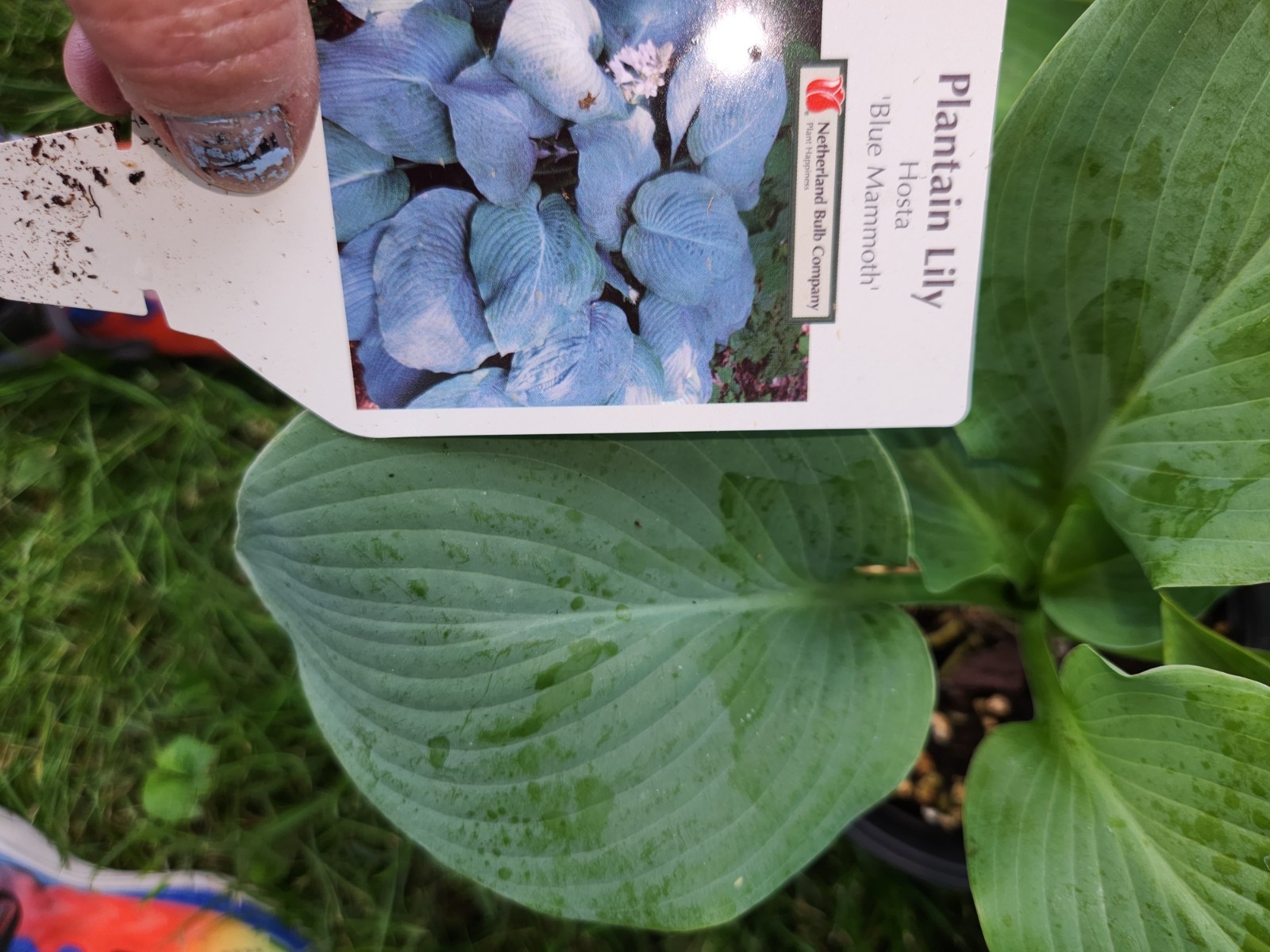 HOSTAS – Several Varieties, Healthy Live Plants, Bare Root, Large & Extra Large