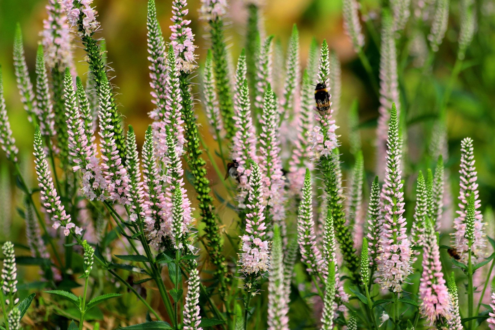 50 Light Pink VERONICA Longifolia / SPIKE SPEEDWELL Flower Seeds *Flat S/H