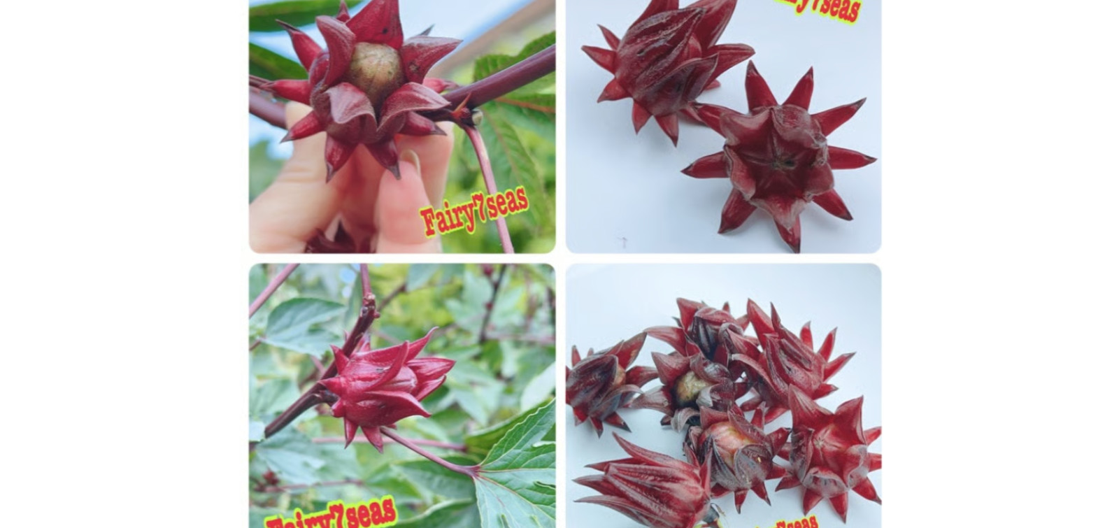 Roselle Seeds – Hibiscus Sabdariffa – Tart, Vibrant, and High-Yield