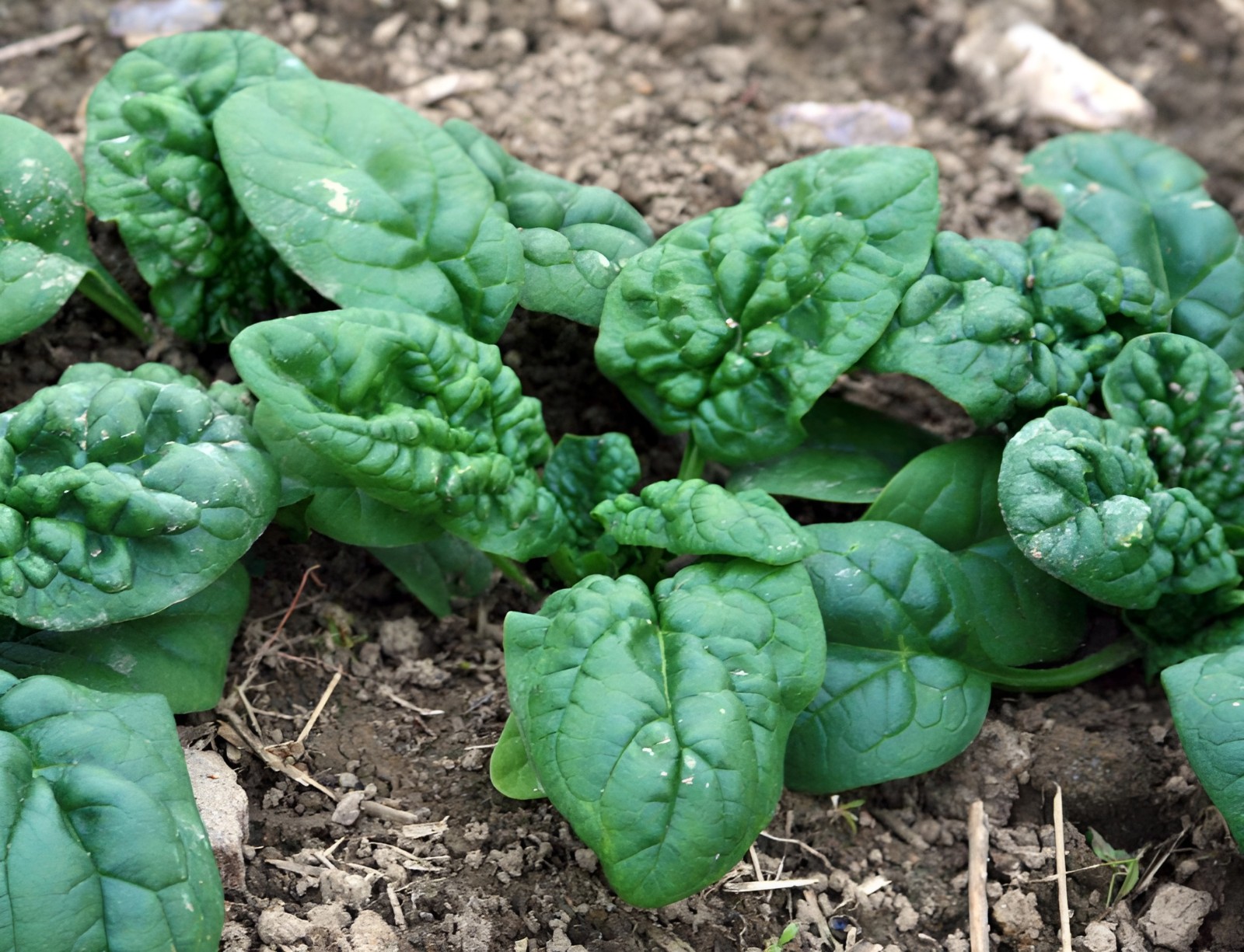 200 Heirloom Bloomsdale Spinach Seeds Fast Growing NonGMO Winter Garden Classic