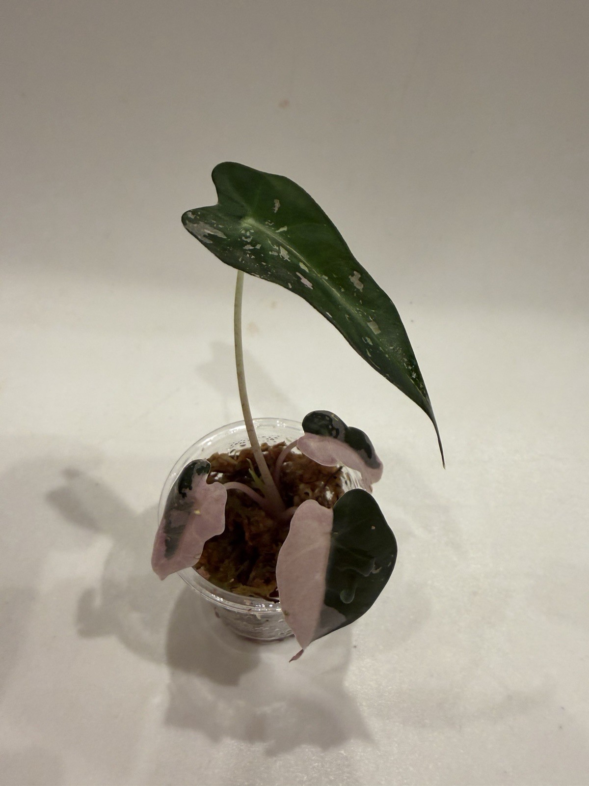Alocasia amazonica pink variegated 2inch pot Us newyork Seller