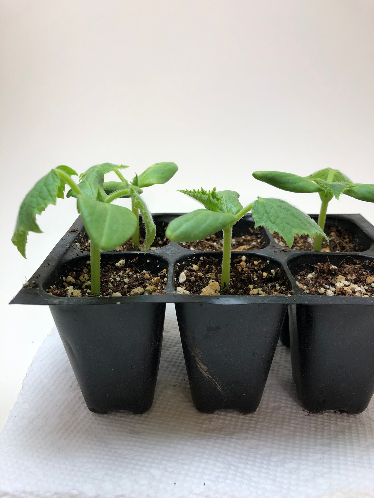 Cucumber Live Plants – Seedlings/Plugs- 3″- 4″ tall – 30-45 days old