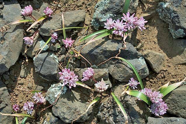 Allium parvum | Small Onion | 10 Seeds
