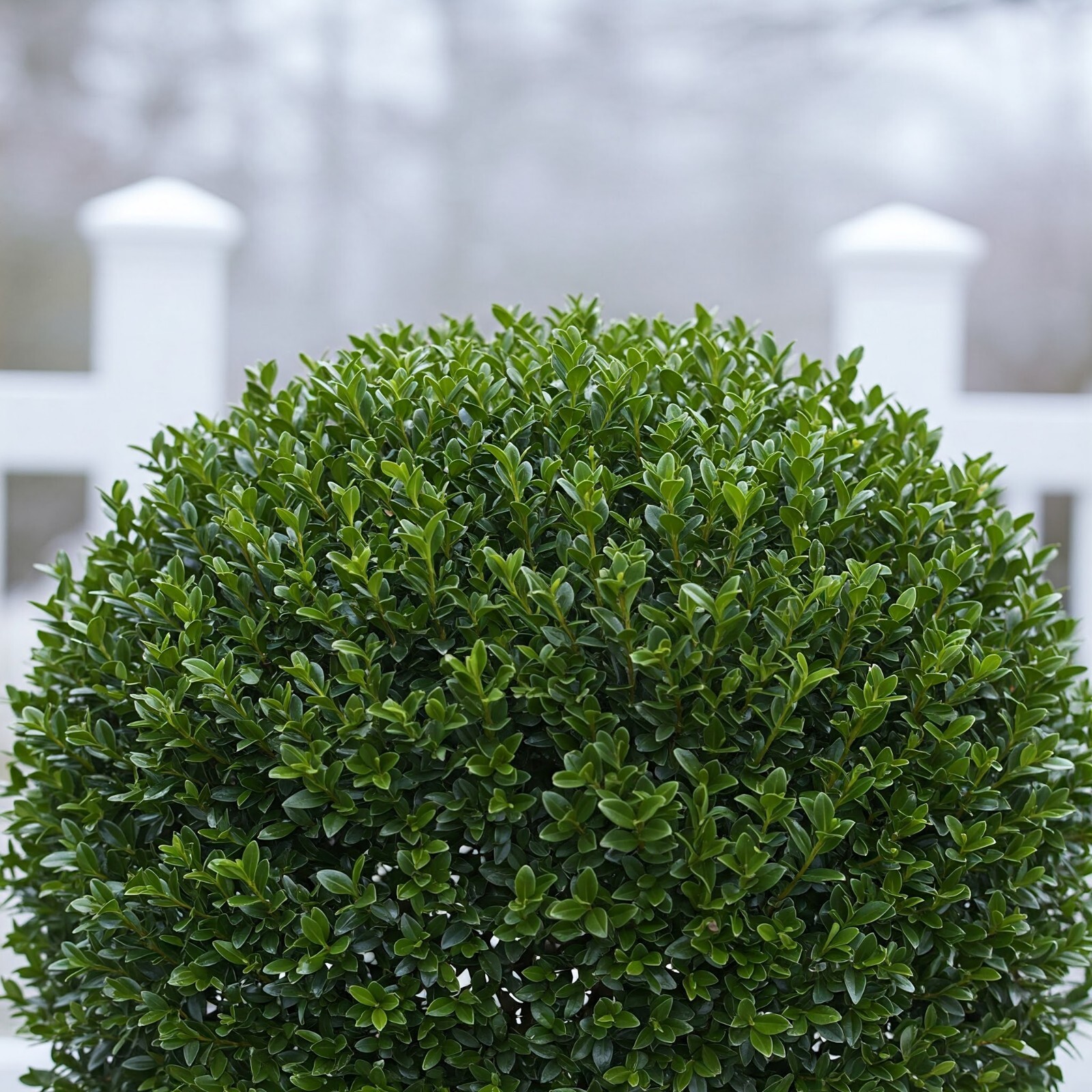 Wintergreen Boxwood Shrub Live Plant 2 In – 1 Gal Pot 4 – 19 Inch Overall Height