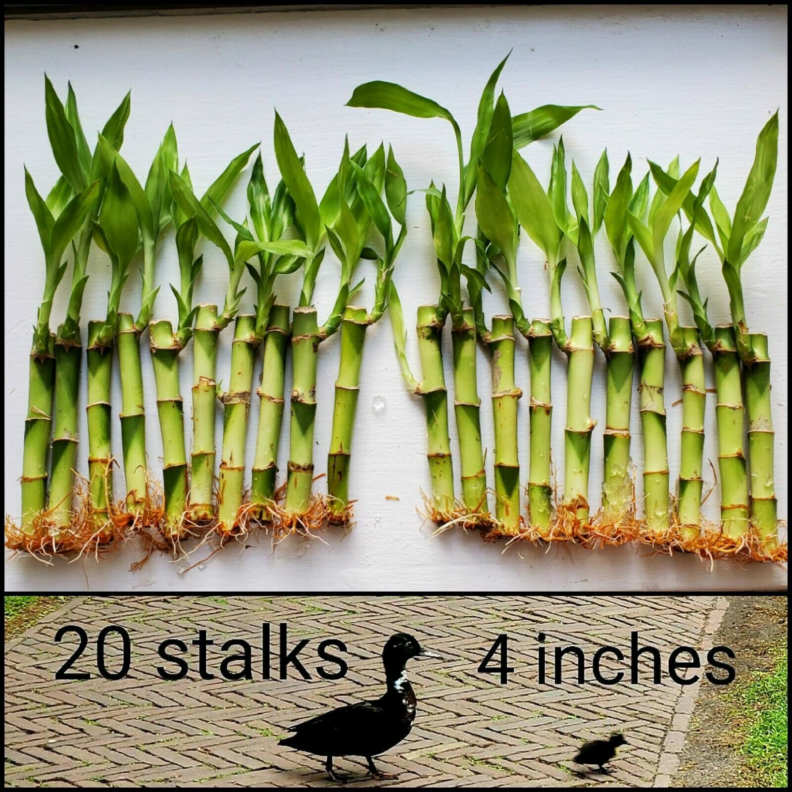 20 LUCKY Bamboo Plants 4″ Well Rooted Stalks, GIFT, LIVE PLANT, Wedding Favors