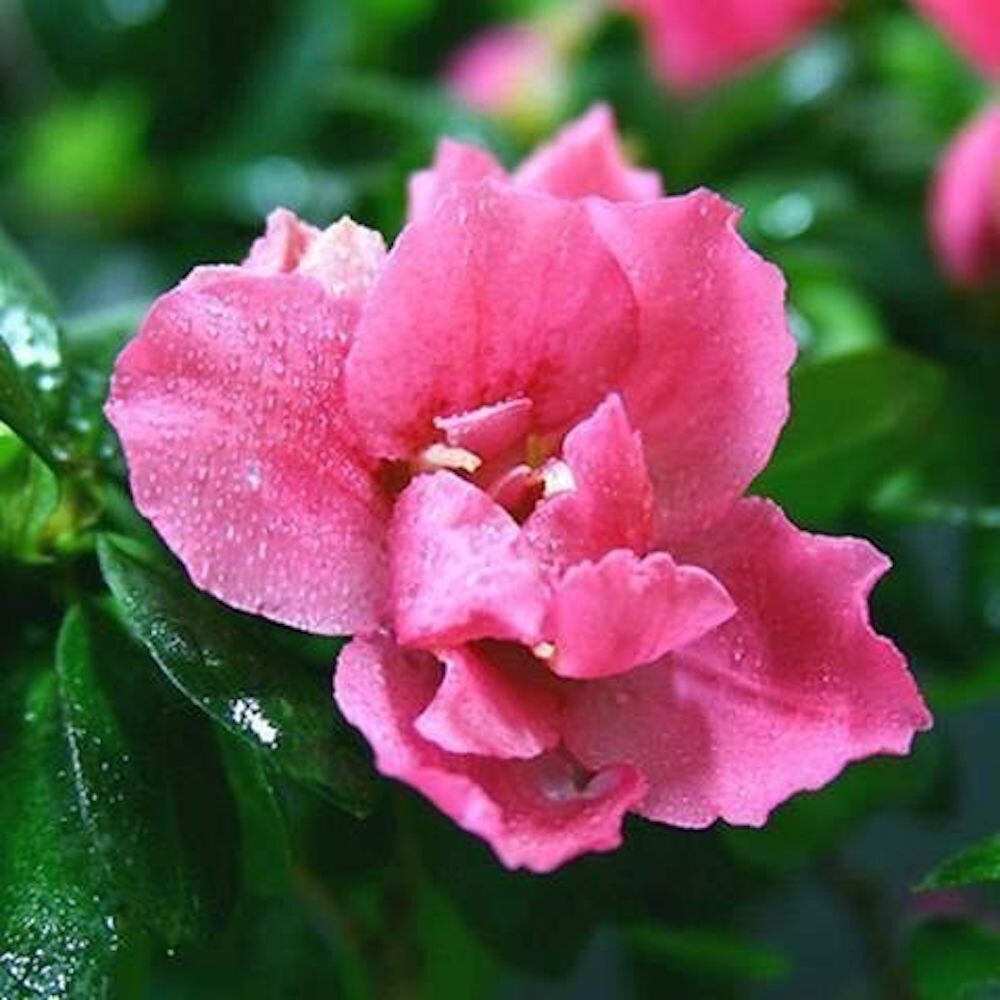 20 MIXED SEEDS GARDENIA fragrant flower exotic garden house plant USA Seller