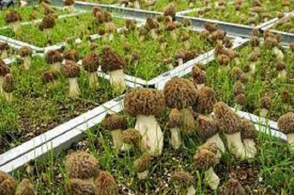 Black morel mushroom- 20 gr spawn/mycelium on dry seeds