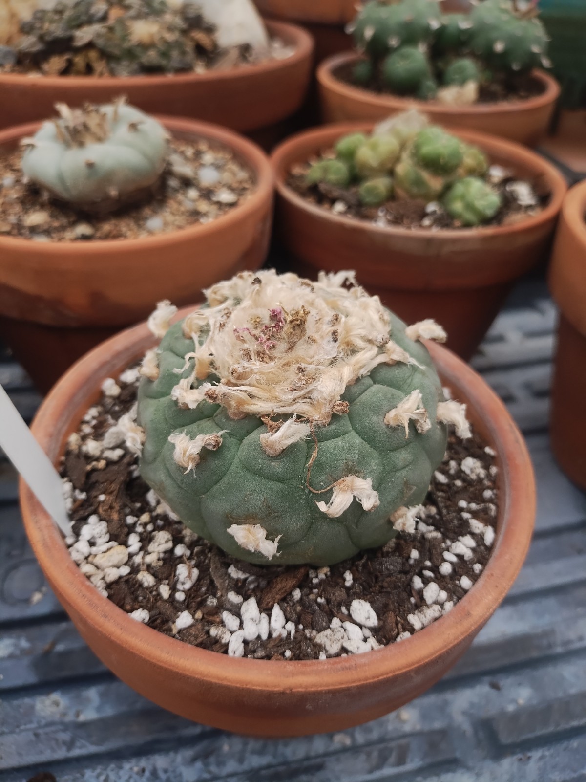 Rare Seed Grown Cactus 2.75 Inch Diameter, Plant #2
