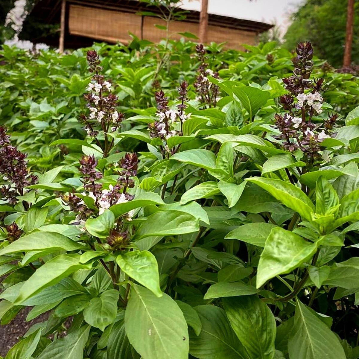 Thai Basil Seeds 150+ Ocimum basilicum Khmer Chi Neang Vorng (Anise Licorice)