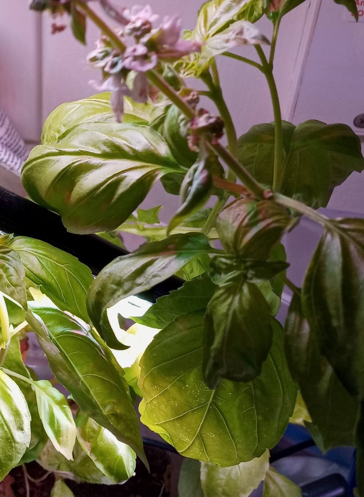 3 Live Plants Vegetable herb-basil seedling Plants – 30 days old, 2″ to 4″ tall