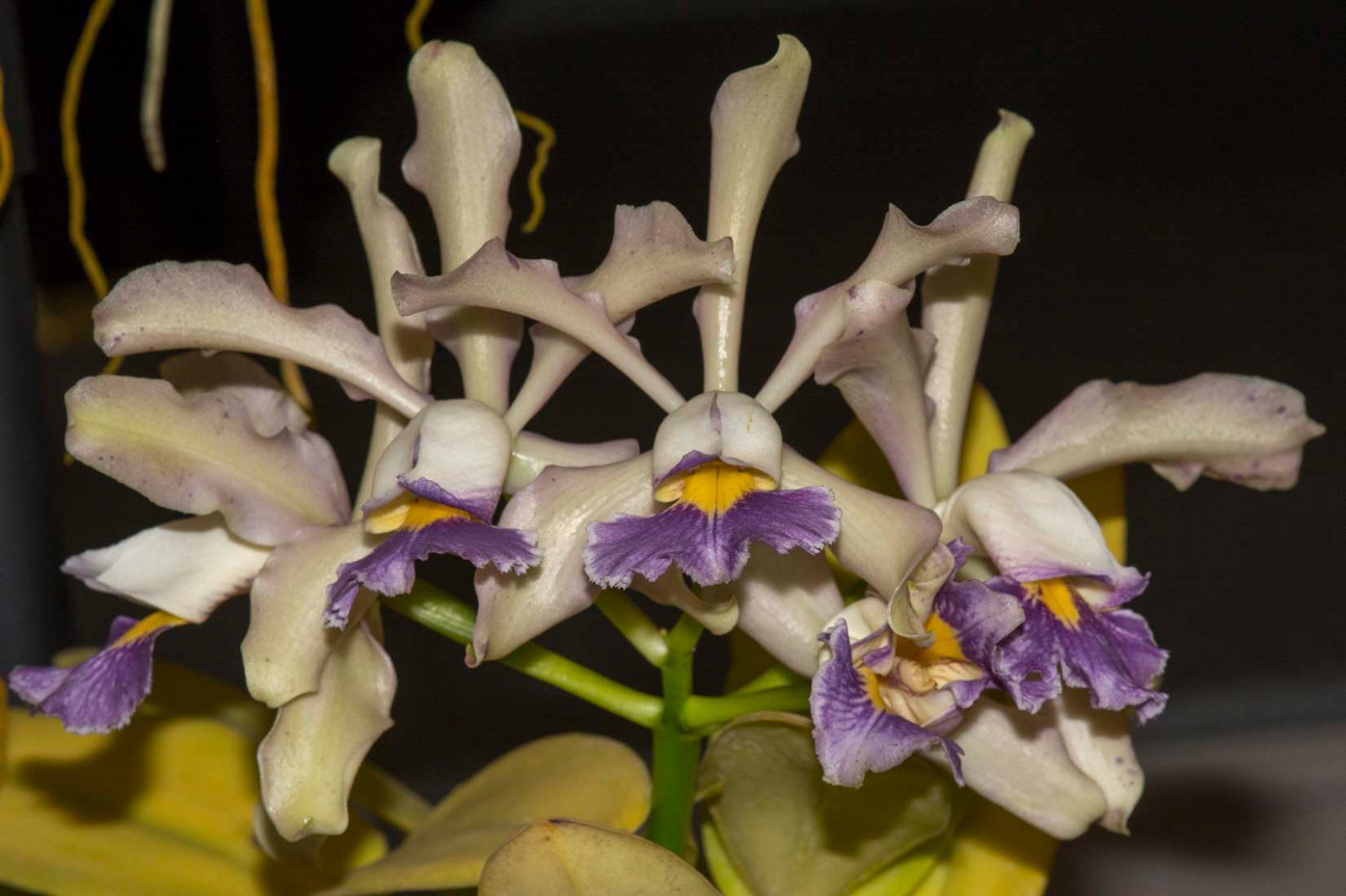 Cattleya Mareeba Tiger #3 (tigrina var. coerulea x schilleriana var. coerulea)