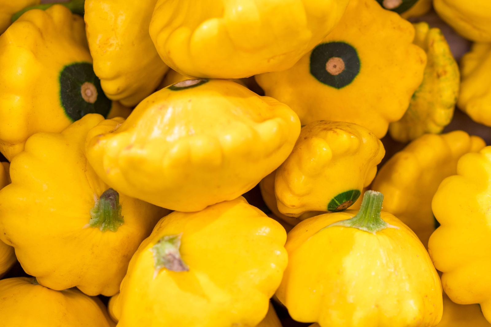 10 Golden YELLOW Bush SCALLOP SQUASH Patty Pan Cucurbita Pepo Vegetable Seeds