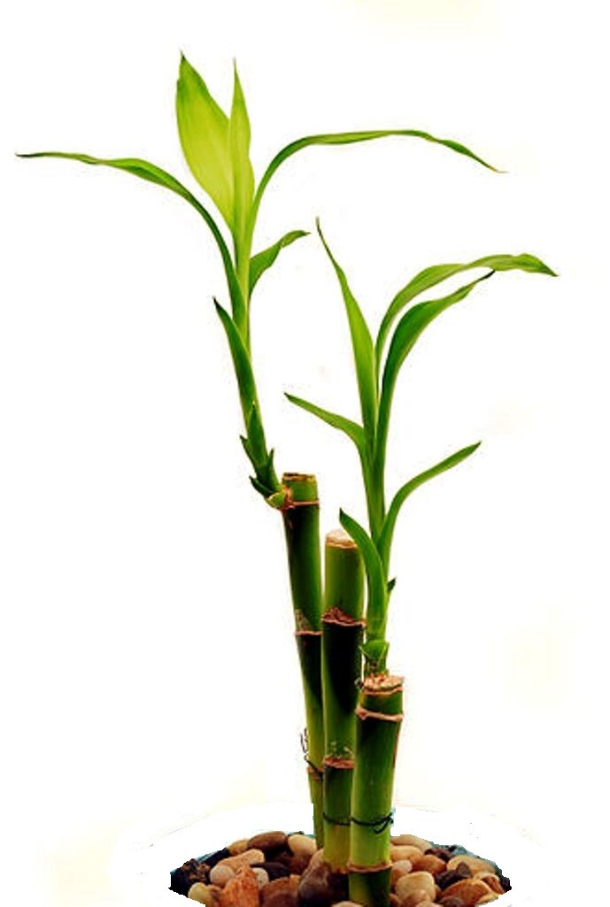 4 Live Lucky Bamboo Indoor 4″ Feng Shui Bamboo Plant Free Shipping