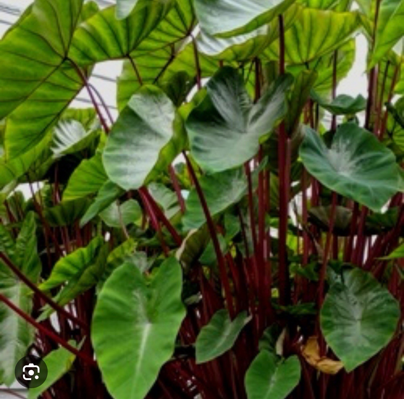 Hawaiian Punch-Colocasia esculenta- Elephant Ear-SMALL ROOTED STARTER Plant