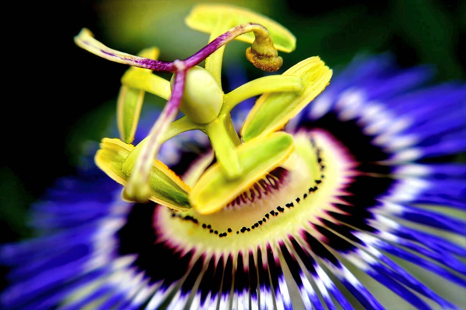 BLUE PASSION FLOWER SEEDS Climber Vine Fruit Plant Hummingbirds & Butterflies!