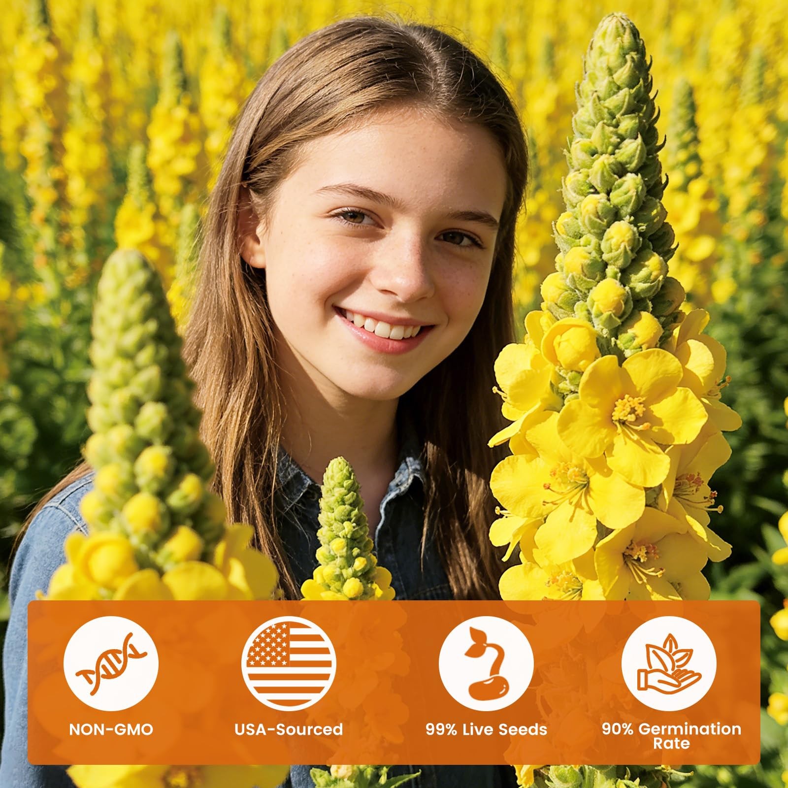 Fruivity 10,000+ Mullein Seeds for Planting(Verbascum Thapsus), yellow