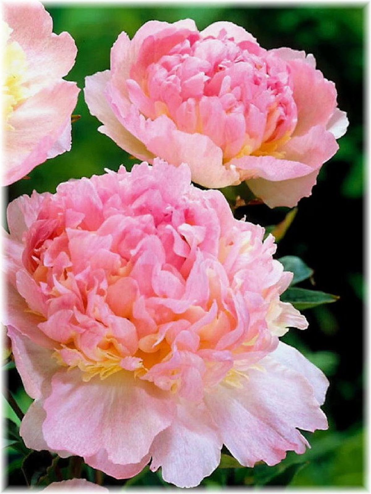 Raspberry Sundae Bareroot Peony, 2-3 Eye, Great for Fall Planting!
