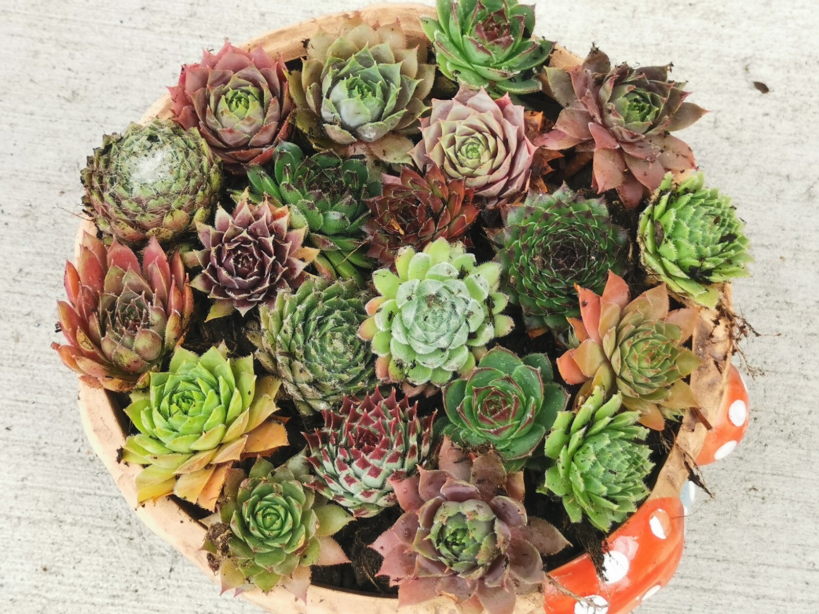 Succulents 9 varieties Hen and Chick Sempervivum Indoor Outdoor Cold Hardy