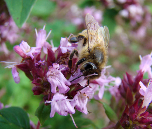 CREEPING THYME Thymus Serpyllum – 50,000 Bulk Seeds
