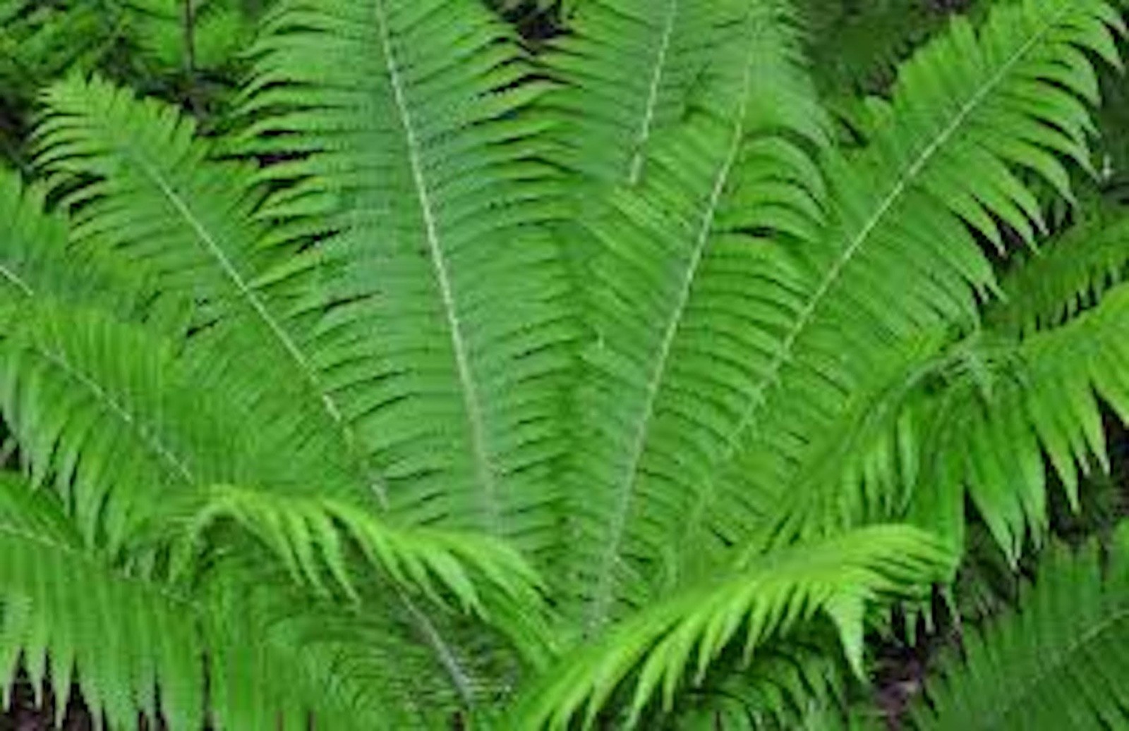3 Ostrich Fern Root Fiddlehead Matteuccia Struthiopteris Bare Root