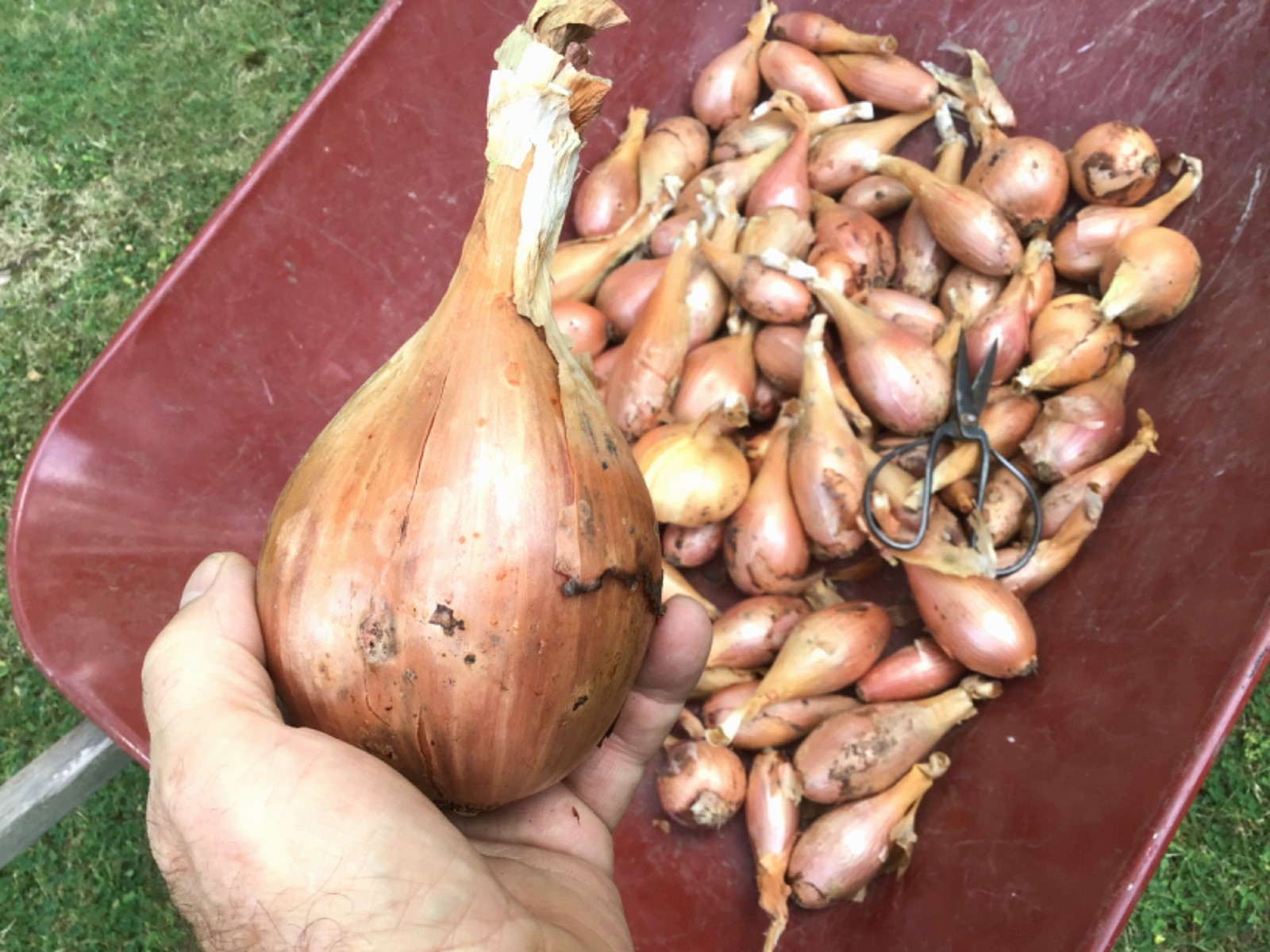 Shallot Seeds 500+ seeds!-Comercial Quantity • Early Giant Heirloom-Very Fertile