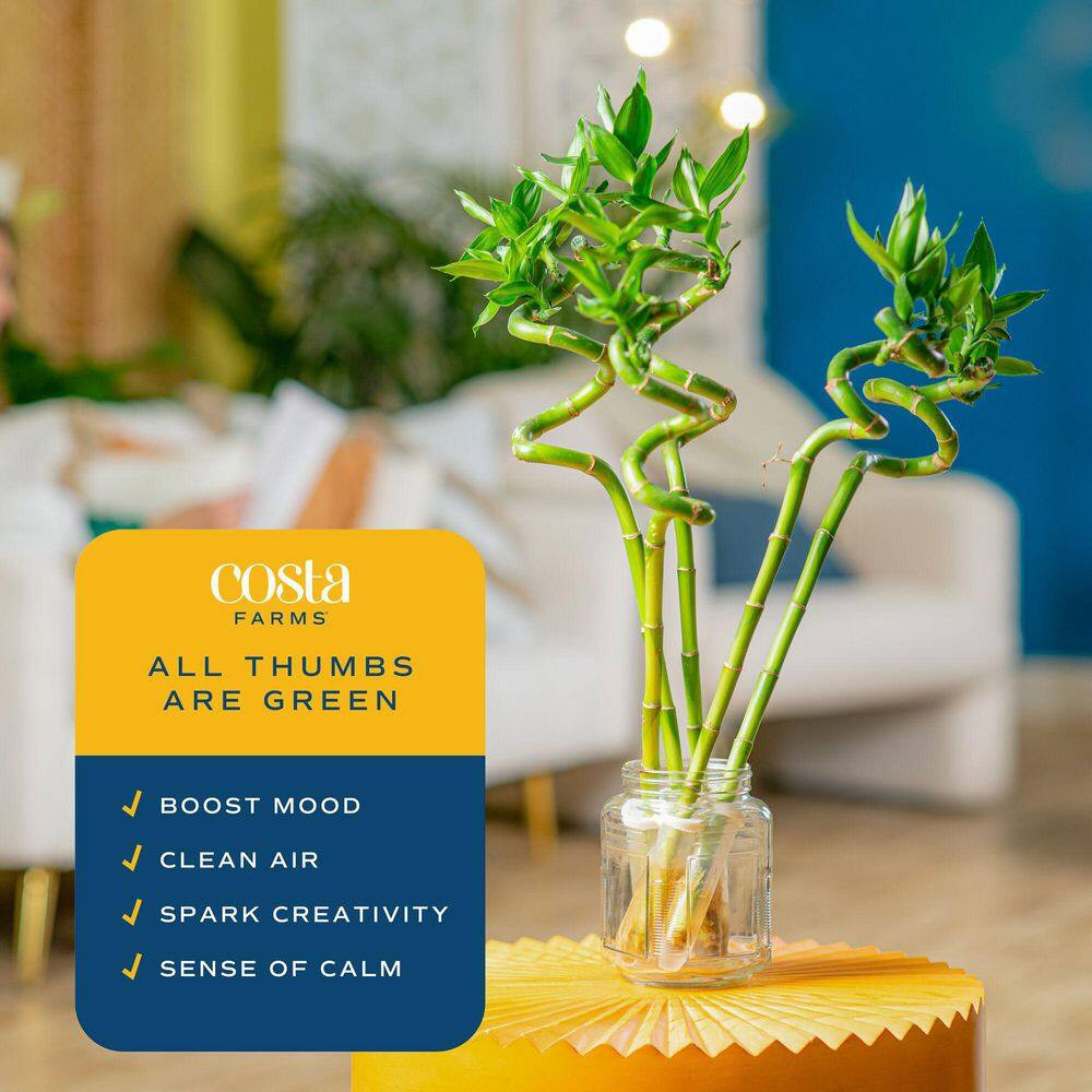 Lucky Bamboo Spiral Stalks Indoor Plant, Avg. Shipping Height 10 In. Tall, 10-Pk
