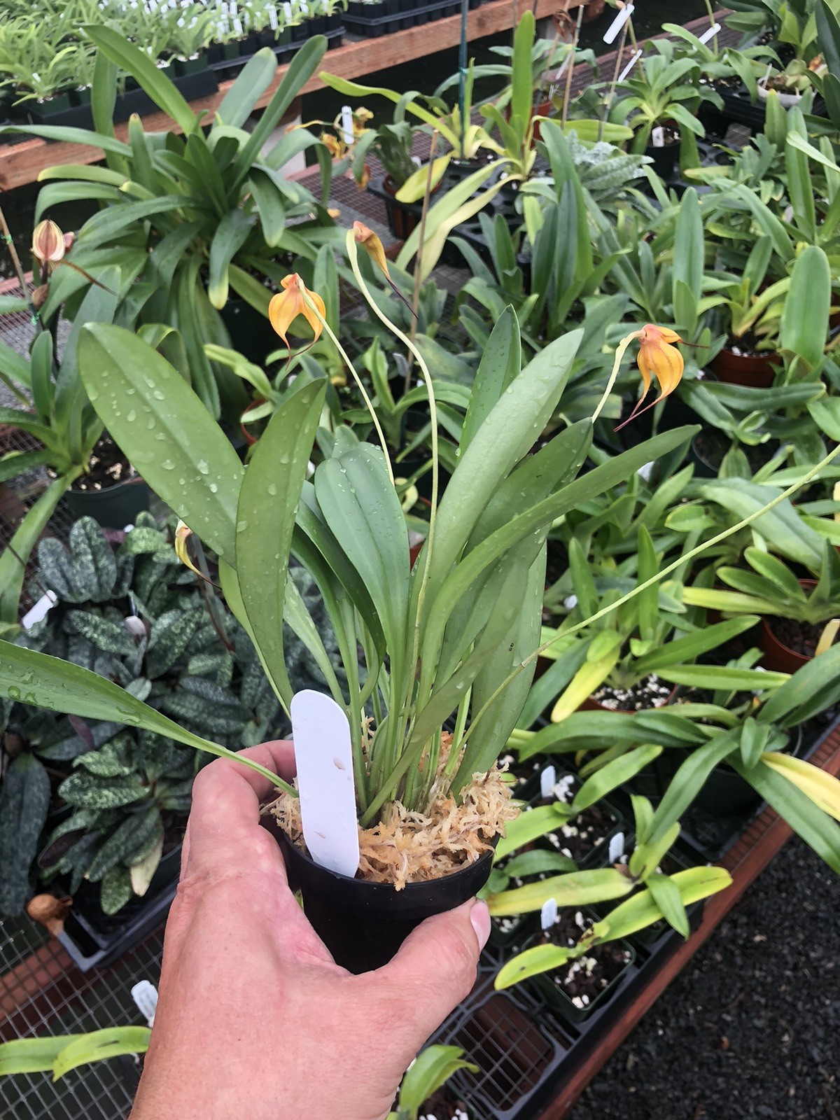 Masdevallia Copper Angel ‘Mr. Mathis’ AM/AOS Prolific Easy Grower