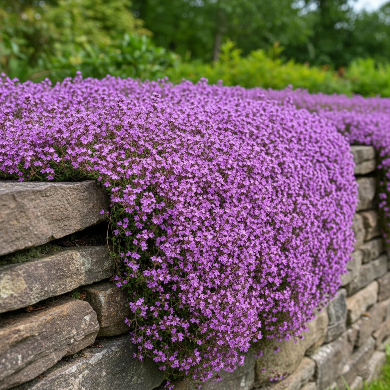 20,000+ Creeping Thyme Seeds Ground Cover, Non-GMO Perennial Flower Seeds, Ha…