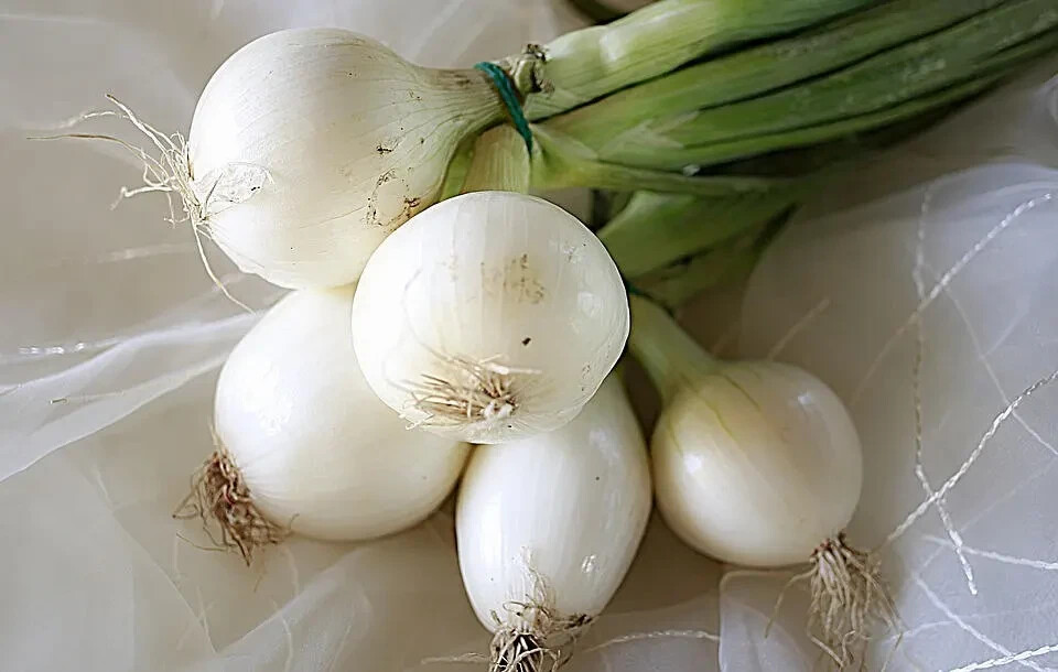 200 CRYSTAL WHITE WAX ONION SEEDS ~ heirloomseedguy ~ 2026 ~ NON-GMO