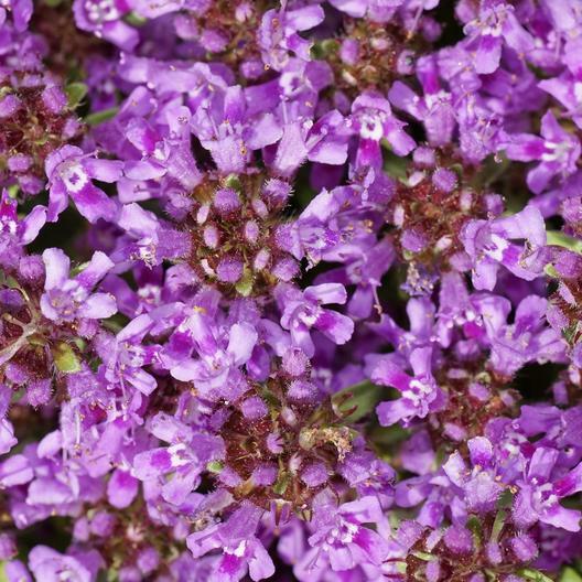 2,000 Creeping Thyme Seeds Beautiful Blooms Dwarf 6 Inch Variety. Non-GMO USA