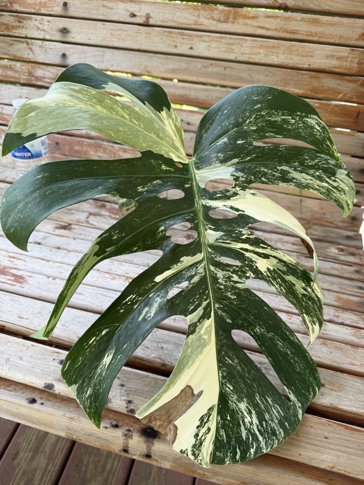 Monstera Albo Borsigiana HIGH Variegated Cutting – Large Leaf- Plant B