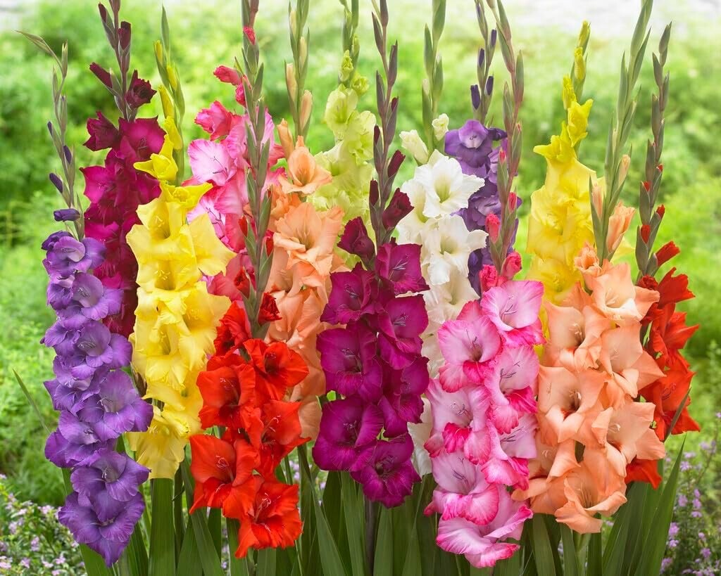 4 Gladiolus Bulbs, Mixed Colors – Sword Lily, Easy to Grow Perennial