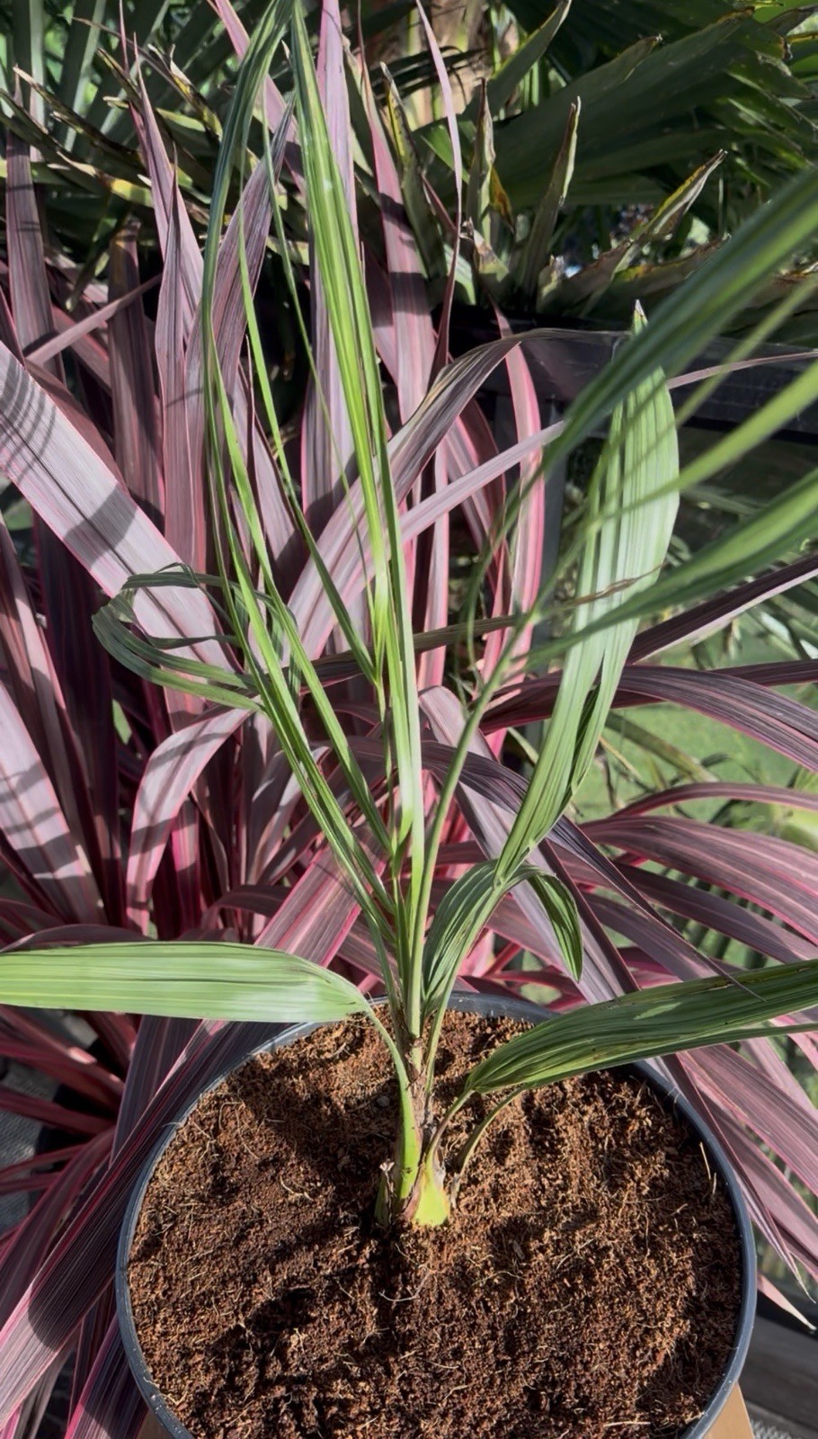 LIVE – Butia Eriospatha – Cold Hardy 8F – Snow/Ice Resilient – Tropical