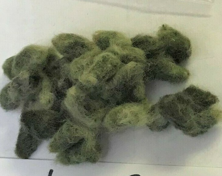 30 GREEN LINT Cotton Seed Burgundy Leaves Extremely Rare Heirloom Ornamental